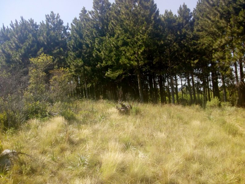 Terreno à venda Vila Nova com 14m² e  quartos por R$ 10.000.000 - 1666390592-img-20191210-093620252.jpg