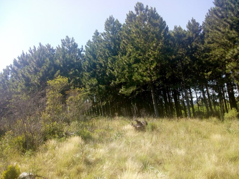 Terreno à venda Vila Nova com 14m² e  quartos por R$ 10.000.000 - 221911374-img-20191210-093823612.jpg