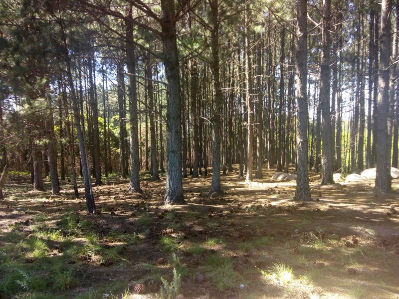 Terreno à venda Vila Nova com 14m² e  quartos por R$ 10.000.000 - 647211730-img-20191210-093927330.jpg