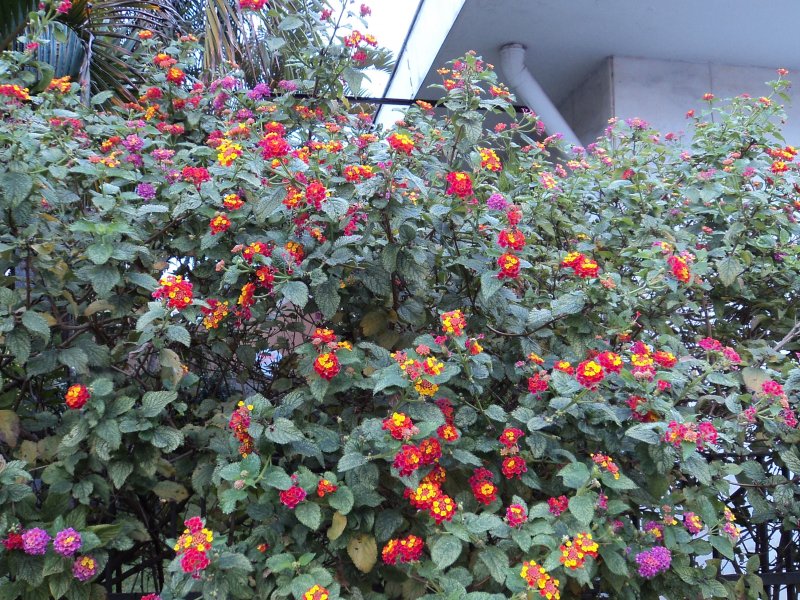 Casa à venda Jardim Aeroporto com 200m² e 3 quartos por R$ 900.000 - 1117811515-cerca-em-flor.JPG