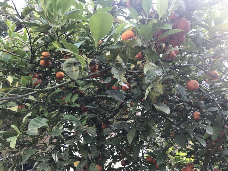 Casa de condomínio à venda Santa Inês com 465m² e 5 quartos por R$ 1.250.000 - 1060667044-395690d5-2e2b-4453-bec8-aa947740a9a0.jpeg