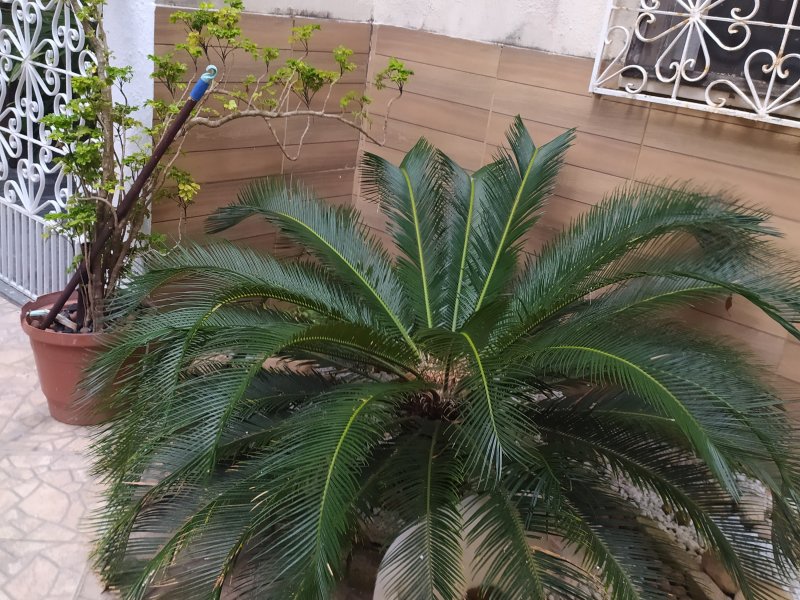 Apartamento à venda Joaquim Tavora com 117m² e 4 quartos por R$ 330.000 - 1891972237-img-20191110-084536.jpg