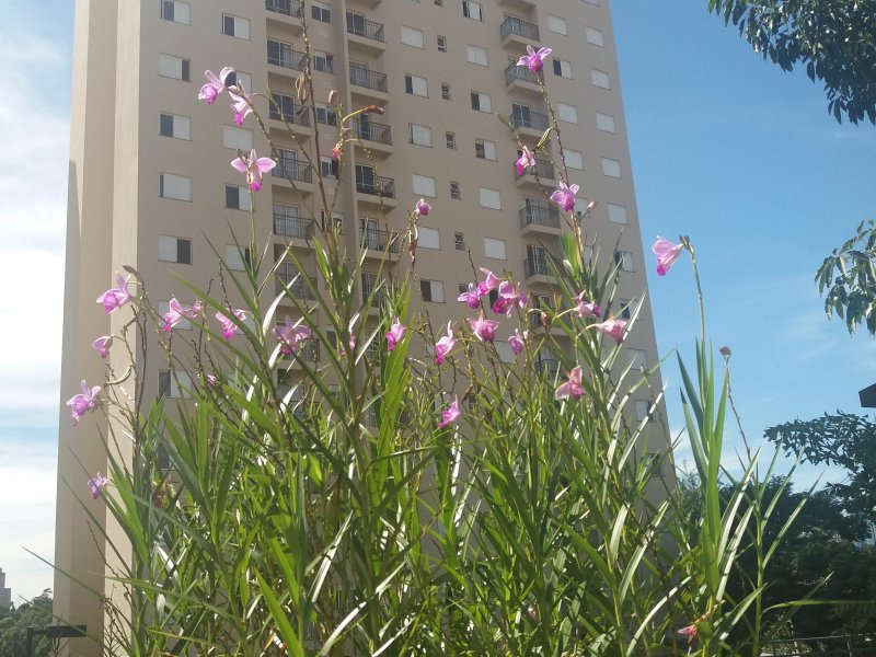 Apartamento à venda Jardim Tupanci com 55m² e 2 quartos por R$ 300.000 - 1039014971-20180420-122145.jpg