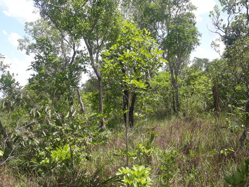 Sítio à venda Centro com 1150000m² e 5 quartos por R$ 55.000 - 862972203-20191212-104844.jpg