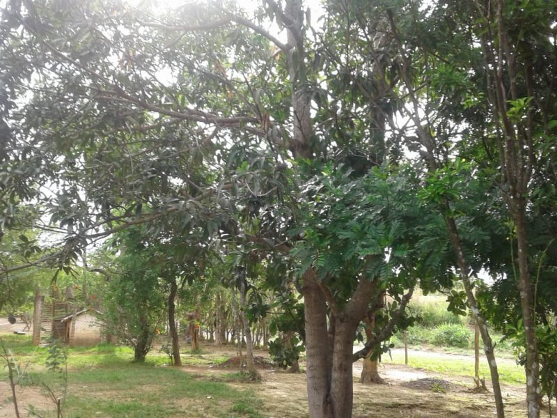 Chácara à venda Centro com 14m² e 2 quartos por R$ 400.000 - 1259222998-whatsapp-image-2019-12-04-at-17.jpeg