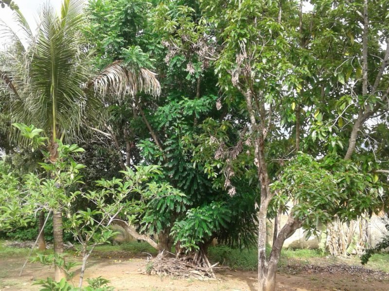 Chácara à venda Centro com 14m² e 2 quartos por R$ 400.000 - 1551316418-whatsapp-image-2019-12-04-at-17.jpeg