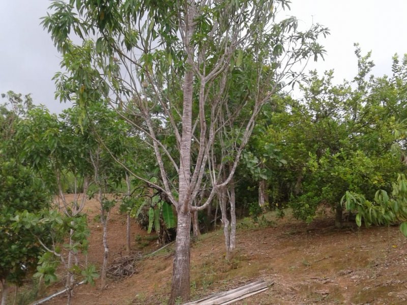 Chácara à venda Centro com 14m² e 2 quartos por R$ 400.000 - 1715523294-whatsapp-image-2019-12-04-at-17.jpeg