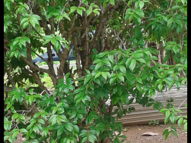Chácara à venda Centro com 14m² e 2 quartos por R$ 400.000 - 178906874-whatsapp-image-2019-12-04-at-17.jpeg