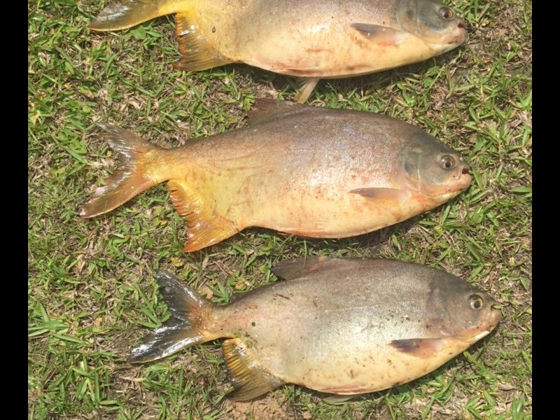 Chácara à venda Vila Nova com 17m² e 5 quartos por R$ 11.000.000 - 1495619184-71a852cd-51d0-4326-a536-f5ca66a7f70a.jpeg