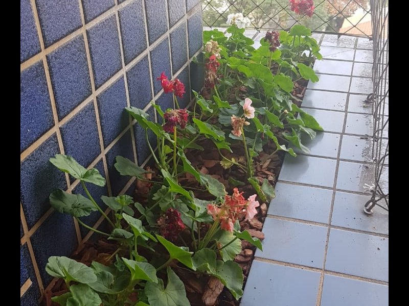 Apartamento à venda Vila Santa Catarina com 70m² e 2 quartos por R$ 490.000 - 799024267-whatsapp-image-2020-01-12-at-20.jpeg