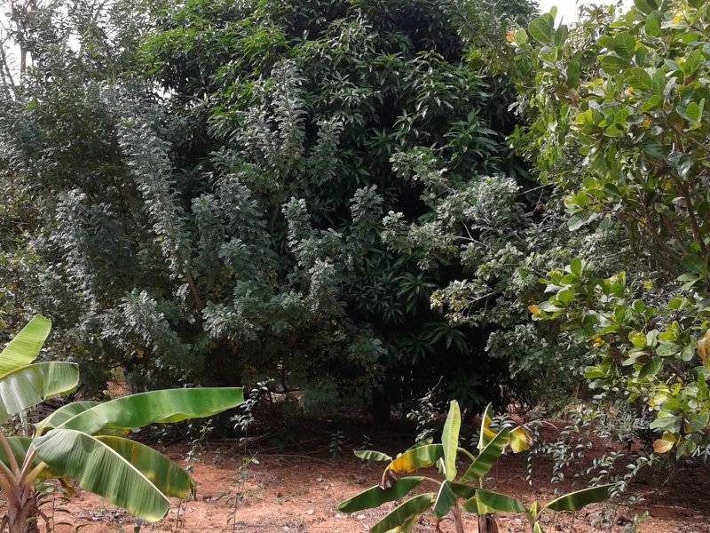 Chácara à venda Campinho de Baixo com 2500m² e 3 quartos por R$ 350.000 - 403368244-20160528-113130.jpg