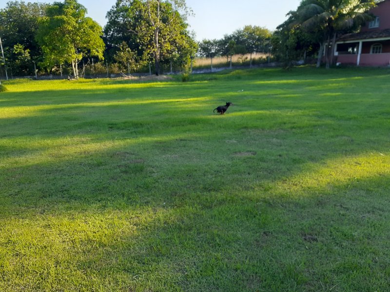 Sítio para alugar fazenda caxias com 12000m² e 6 quartos por R$ 18.000 - 2128441343-20200425-154830.jpg