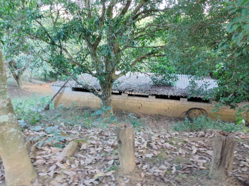 Chácara à venda Freitas com 11000m² e 3 quartos por R$ 1.300.000 - 1008909462-20200810-144907.jpg