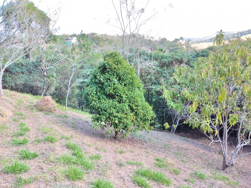 Chácara à venda Freitas com 11000m² e 3 quartos por R$ 1.300.000 - 1047933969-20200810-145055.jpg