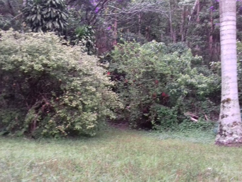 Chácara à venda Freitas com 11000m² e 3 quartos por R$ 1.300.000 - 1156504937-20200123-172729.jpg