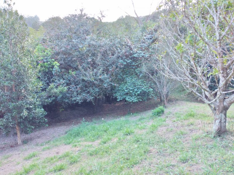 Chácara à venda Freitas com 11000m² e 3 quartos por R$ 1.300.000 - 1481177567-20200810-145049.jpg