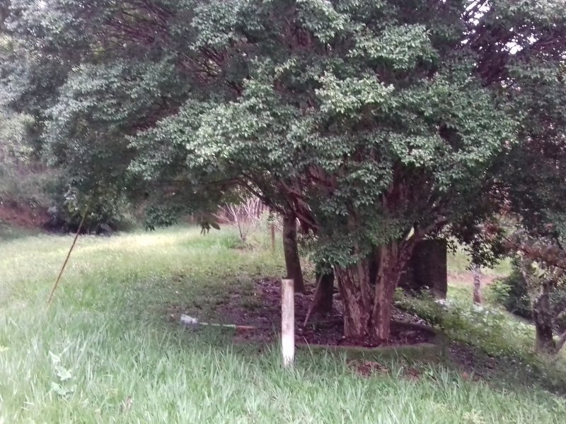 Chácara à venda Freitas com 11000m² e 3 quartos por R$ 1.300.000 - 624241251-20200123-172738.jpg