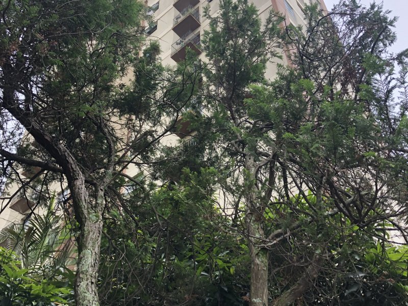 Apartamento à venda Vila Campestre com 59m² e 2 quartos por R$ 263.000 - 1787390495-681f6544-5b4e-4e03-ae89-c8ed1667ae48.jpeg