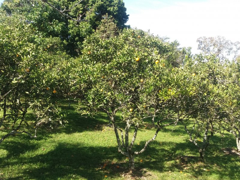 Chácara à venda Centro com 6m² e 4 quartos por R$ 670.000 - 1050548100-20170627-113135.jpg