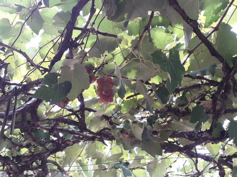 Casa à venda Vila Cidade Jardim com 300m² e 4 quartos por R$ 380.000 - 1493538890-img-20200114-wa0033.jpg