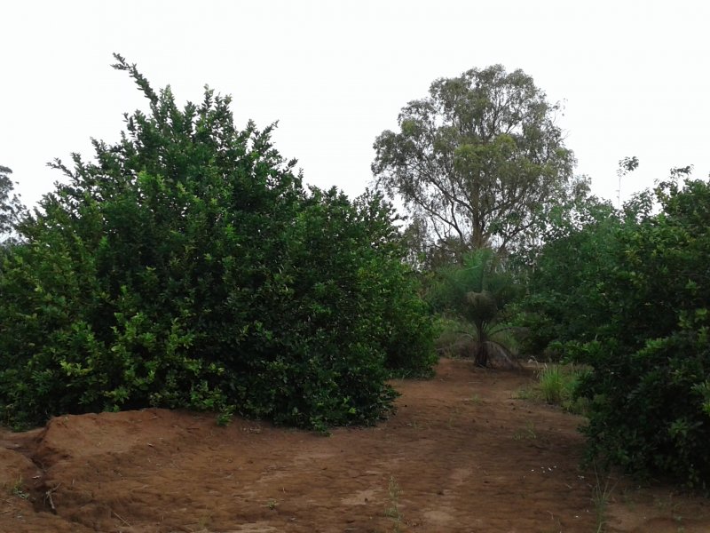 Chácara à venda Centro com 4000m² e 2 quartos por R$ 420.000 - 1671405691-eee.jpg