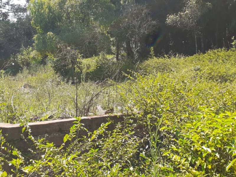 Terreno à venda Aparecida com 450m² e  quartos por R$ 43.800 - 1741282603-e1655ca3-5e34-4458-be42-bfd8952626f3.jpg