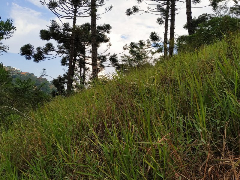 Terreno à venda Itaipava com 625m² e  quartos por R$ 130.000 - 1950577190-img-20190423-151936.jpg