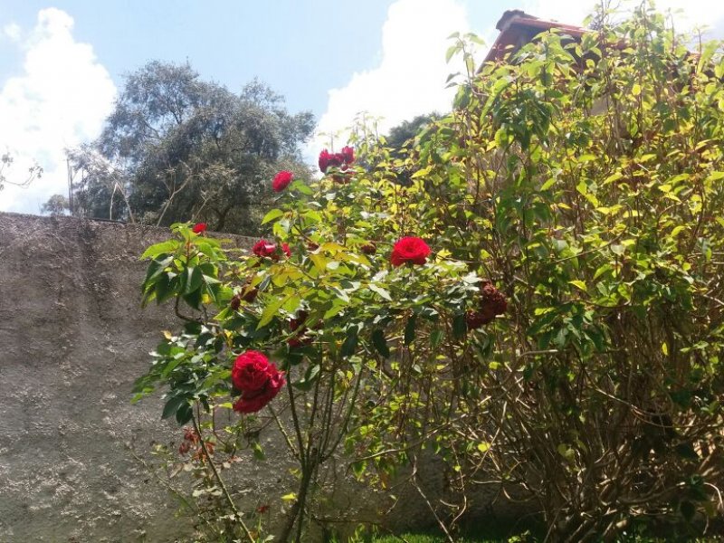 Chácara à venda Centro com 2000m² e 2 quartos por R$ 500.000 - 1520556533-kptd4328.JPG