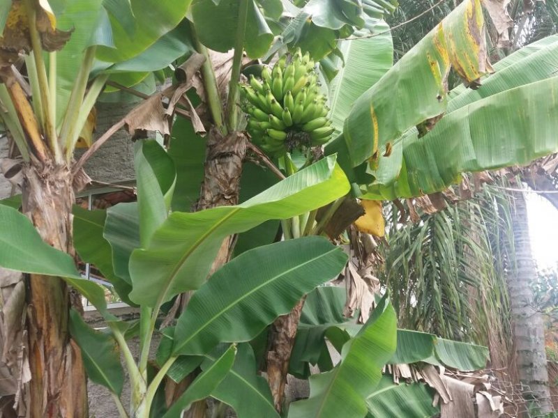 Chácara à venda Centro com 2000m² e 2 quartos por R$ 500.000 - 1711716368-lysm4185.JPG