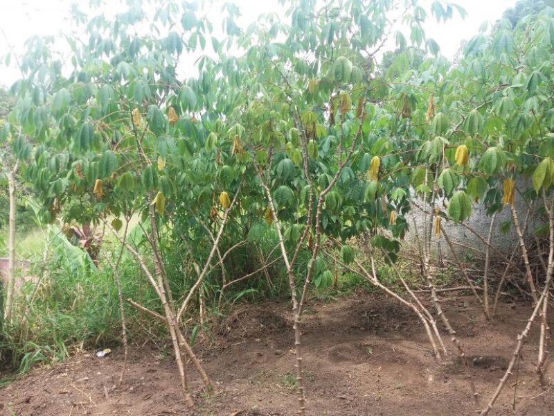 Chácara à venda Centro com 2000m² e 2 quartos por R$ 500.000 - 415175487-awtl5142.JPG