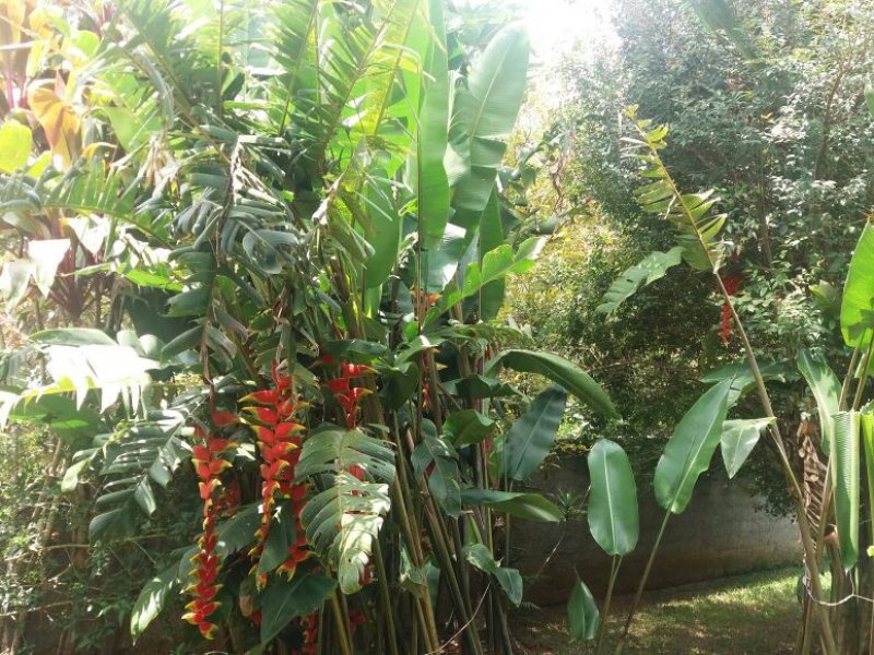 Chácara à venda Centro com 2000m² e 2 quartos por R$ 500.000 - 531578038-mgkv5558.JPG