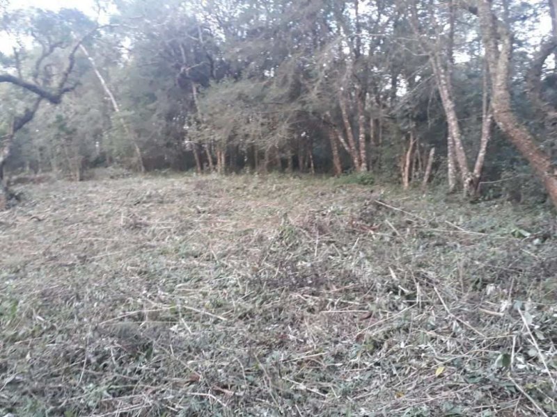 imóvel com 10410m² - Campo de Santana - Curitiba