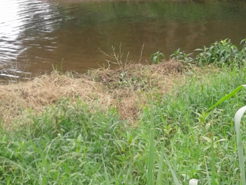 Chácara à venda Jardim Guandu com 10000m² e 6 quartos por R$ 500.000 - 1175256760-20171102-144446.jpg