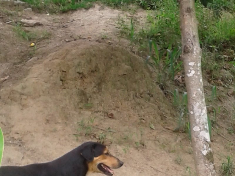 Chácara à venda Jardim Guandu com 10000m² e 6 quartos por R$ 500.000 - 1523621829-20171102-144549.jpg