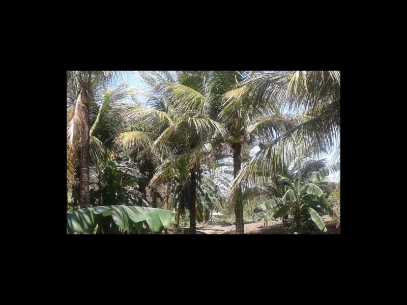 Chácara à venda Jardim Guandu com 10000m² e 6 quartos por R$ 500.000 - 2139808069-665727093939446.jpg