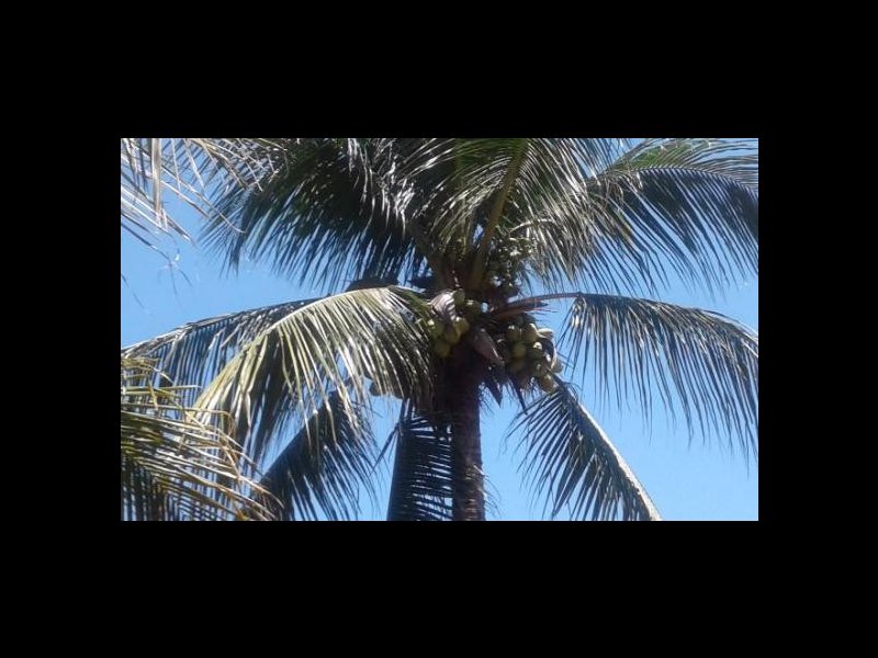 Chácara à venda Jardim Guandu com 10000m² e 6 quartos por R$ 500.000 - 420799135-662727093229287.jpg