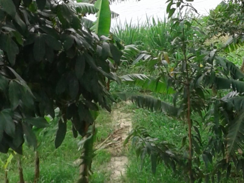 Chácara à venda Jardim Guandu com 10000m² e 6 quartos por R$ 500.000 - 680584601-20171102-144617.jpg