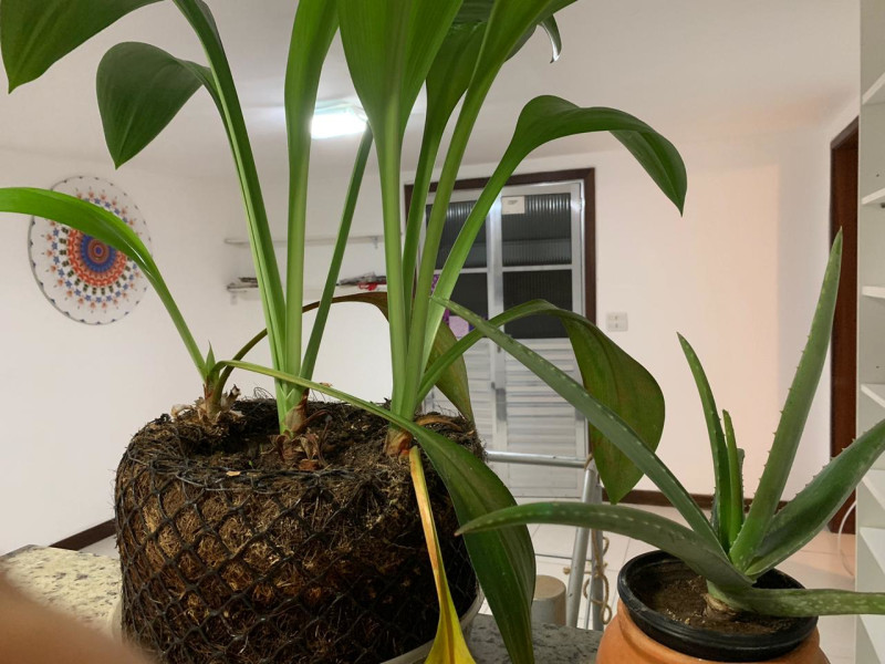 Cobertura à venda Rio Vermelho com 196m² e 3 quartos por R$ 620.000 - img-20190914-wa0058.jpg