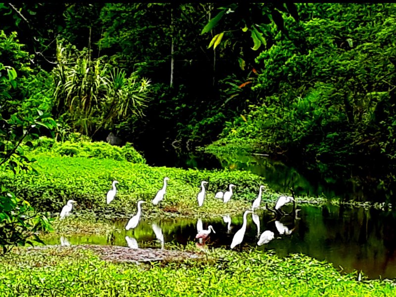 Terreno à venda Centro (Paraty) com 500m² e  quartos por R$ 250.000 - 1501258723-sem-titulo2.jpg