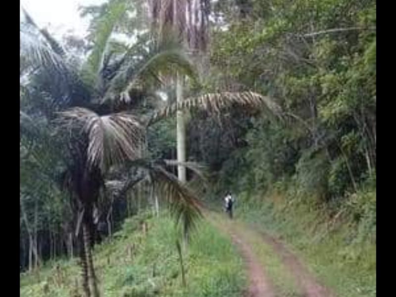 Terreno à venda Jardim das Palmeiras com 6m² e  quartos por R$ 70.000 - 2064781185-screenshot-20200303-210438.png