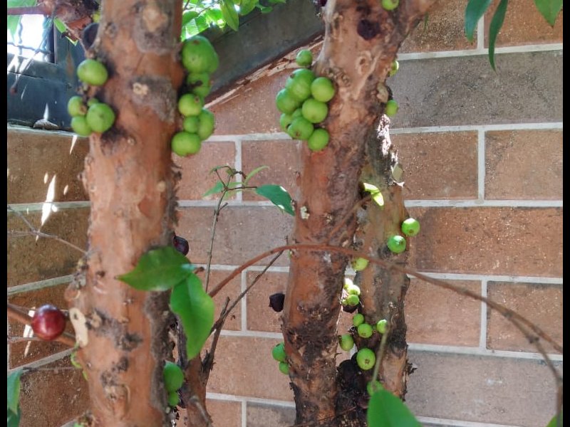 Casa de condomínio à venda Conjunto Residencial Vista Verde com 123m² e 3 quartos por R$ 530.000 - 1630147989-img-20200130-wa0106.jpg