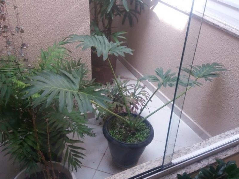 Casa à venda Vila Matilde com 94m² e 2 quartos por R$ 530.000 - 209443522-jardim-de-inverno-1.jpg