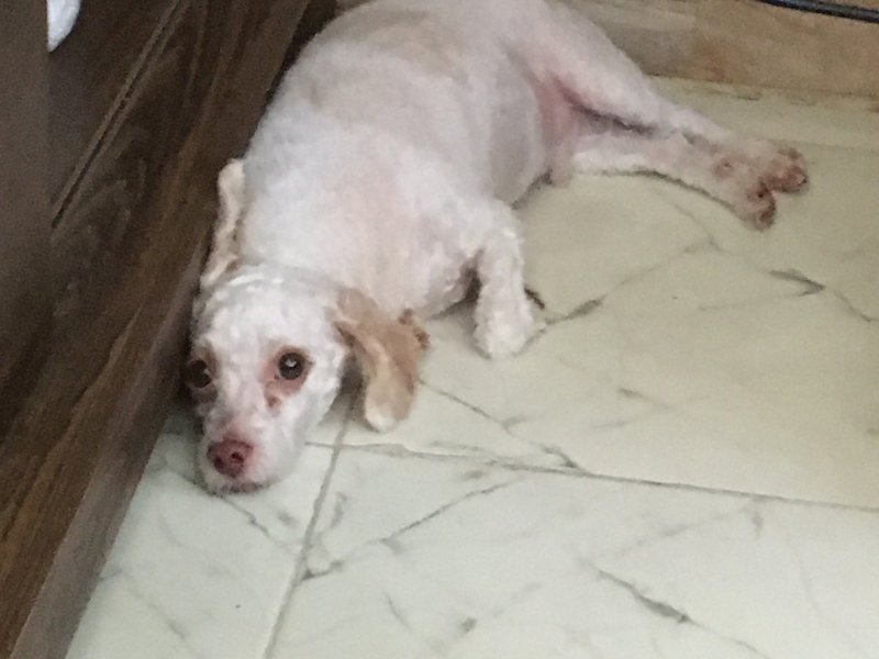 Casa à venda Abrantes com 150m² e 3 quartos por R$ 145.000 - 291508663-2960eb3a-ec78-40ba-b6fa-4683f010de56.jpeg