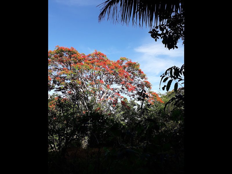 Casa à venda CENTRO com 25010000m² e 2 quartos por R$ 980.000 - 661131749-0026-vegetacao-juerana.jpg