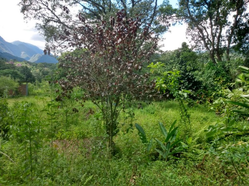 Sítio à venda Bairro Castália com 2000m² e 4 quartos por R$ 580.000 - 1551296247-whatsapp-image-2020-03-16-at-15.jpeg