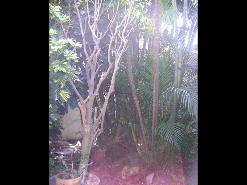 Casa à venda Vila São Paulo com 195m² e 3 quartos por R$ 650.000 - 1201278336-dsc05551.JPG