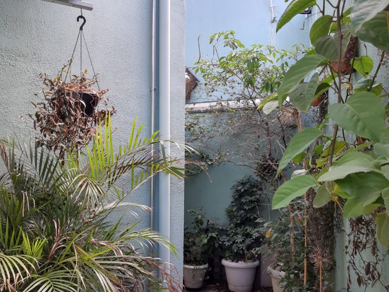 Casa à venda Vila São José com 278m² e 4 quartos por R$ 950.000 - 1290065841-quintal.jpg