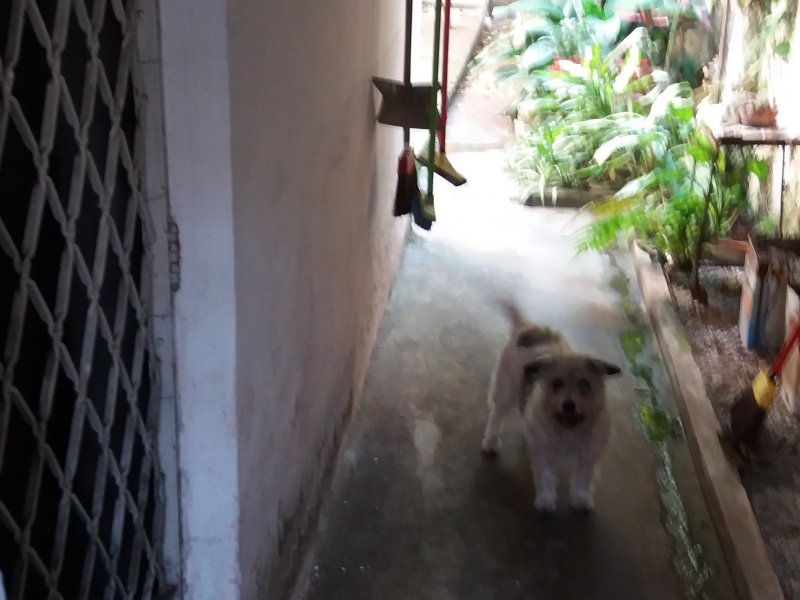 Casa à venda Jardim França com 332m² e 3 quartos por R$ 1.100.000 - 1181569662-20170906-154820.jpg