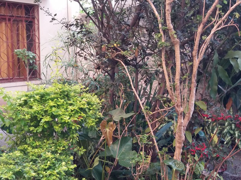 Casa à venda Jardim França com 332m² e 3 quartos por R$ 1.100.000 - 2114748577-20170906-155114.jpg