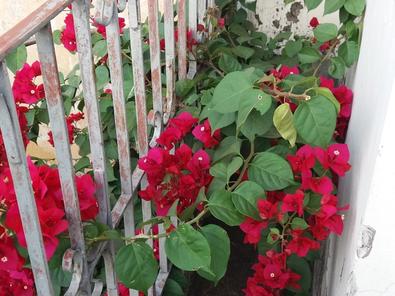 Casa à venda Jardim França com 332m² e 3 quartos por R$ 1.100.000 - 999745979-20180511-162108.jpg